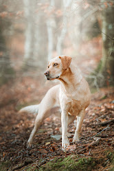 Pet Photography Wales