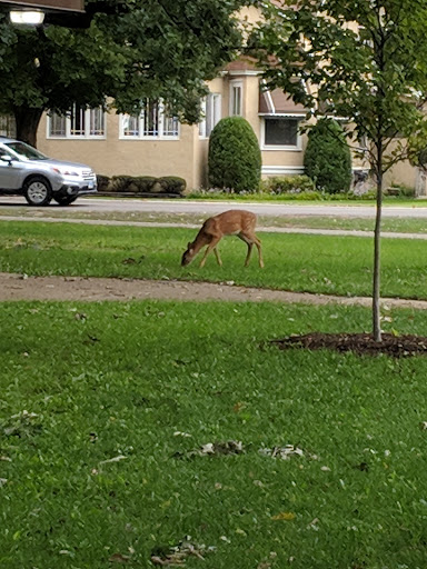 Nature Preserve «Forest Glen Woods», reviews and photos, 5420 N Forest Glen Ave, Chicago, IL 60630, USA