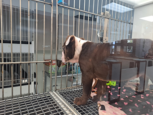 Pet Store «Petland Topeka», reviews and photos, 1801 SW Wanamaker Rd, Topeka, KS 66614, USA