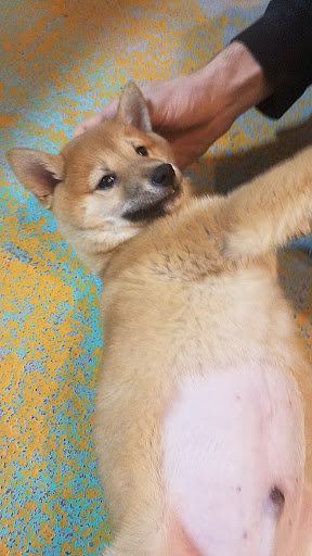 Pet Store «All Pets Club», reviews and photos, 1167 N Colony Rd, Wallingford, CT 06492, USA