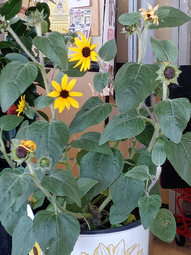 Supermarket «Weis Markets», reviews and photos, 2100 E County Line Rd, Huntingdon Valley, PA 19006, USA