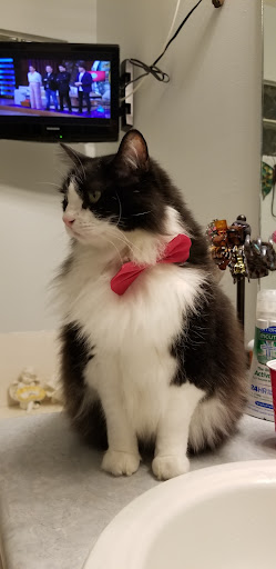 Pet Groomer «Dog Gone Cute Grooming & Bowtique», reviews and photos, 446 Racetrack Rd NW Unit F, Fort Walton Beach, FL 32547, USA