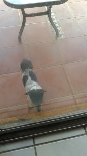 Pet Supply Store «PetSmart», reviews and photos, 16514 SW 88th St, Kendall, FL 33196, USA