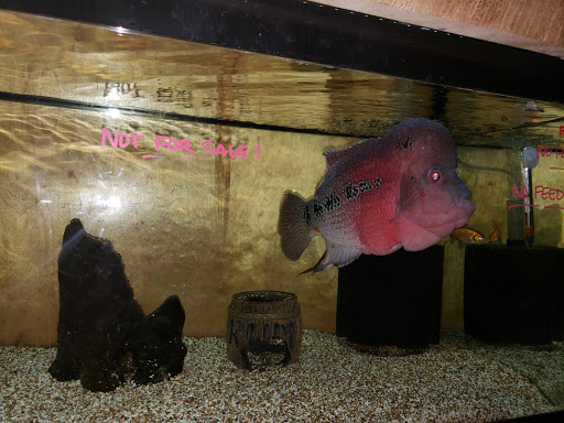 Pet Store «Greenwood Pets & Plants», reviews and photos, 13983 E 9 Mile Rd, Warren, MI 48089, USA