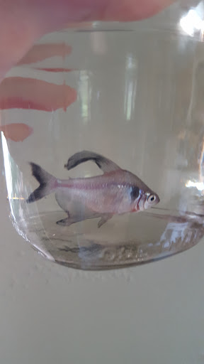 Pet Store «Bird Dog & Catfish», reviews and photos, 115 Old Boerne Rd, Bulverde, TX 78163, USA