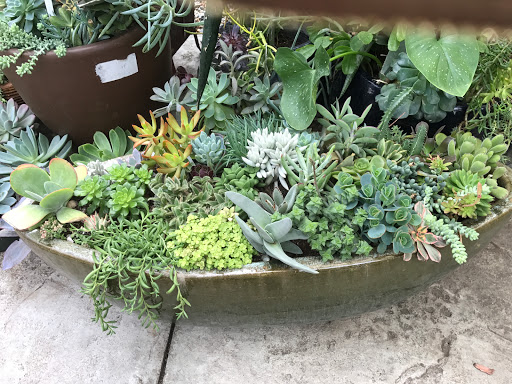 Florist «Plant Safari», reviews and photos, 653 N Central Ave, Upland, CA 91786, USA