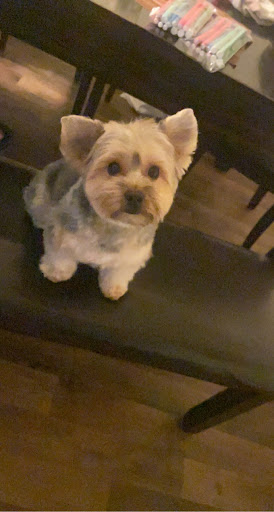 Pet Supply Store «Petco Animal Supplies», reviews and photos, 29560 W Seven Mile Rd, Livonia, MI 48152, USA