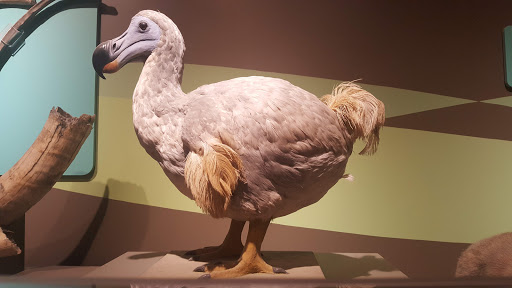 Science Museum «Buffalo Museum of Science», reviews and photos, 1020 Humboldt Pkwy, Buffalo, NY 14211, USA