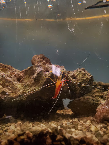 Tropical Fish Store «Pet Friendly Inc», reviews and photos, 845 Manitou Rd, Hilton, NY 14468, USA