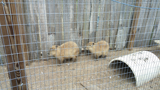 Zoo «Florida International Teaching Zoo», reviews and photos, 7725 FL-48, Bushnell, FL 33513, USA