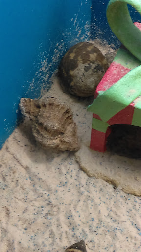 Pet Supply Store «PetSmart», reviews and photos, 3500 IN-38, Lafayette, IN 47905, USA