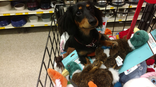 Pet Supply Store «PetSmart», reviews and photos, 534 US-441, Lady Lake, FL 32159, USA
