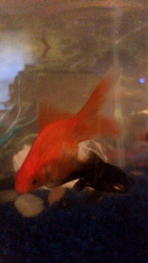 Pet Store «Salisbury Super Pet», reviews and photos, 329 Civic Ave, Salisbury, MD 21804, USA