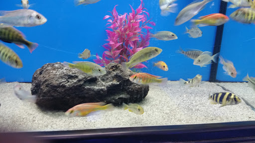 Aquarium Temecula