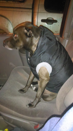 Shopping Mall «Airport Mall», reviews and photos, 1129 Union St, Bangor, ME 04401, USA