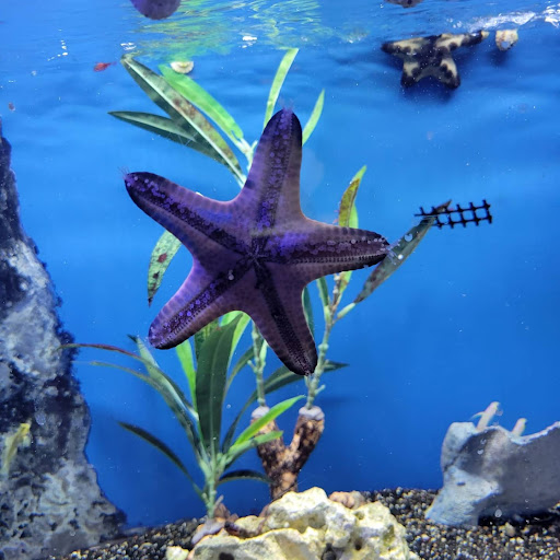 Pet Store «Coral Reef Pet Center», reviews and photos, 7723 W Lawrence Ave, Norridge, IL 60706, USA