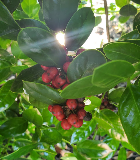 Fast Food Restaurant «Chick-fil-A», reviews and photos, 2005 Old Fort Pkwy, Murfreesboro, TN 37129, USA