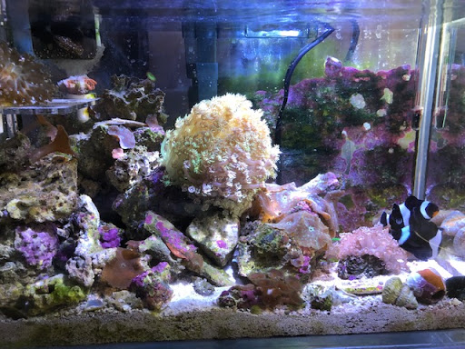 Pet Supply Store «Sea Level Aquarium», reviews and photos, 28 US-46, Pine Brook, NJ 07058, USA