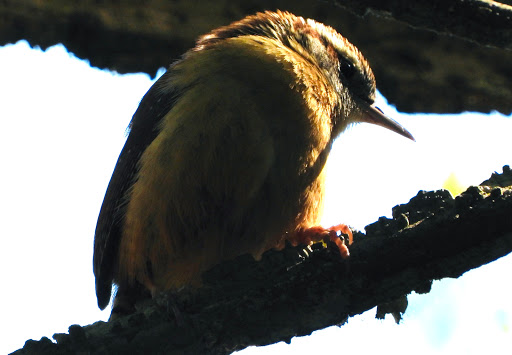 Nature Preserve «Autrey Mill Nature Preserve & Heritage Center», reviews and photos, 9770 Autrey Mill Rd, Johns Creek, GA 30022, USA