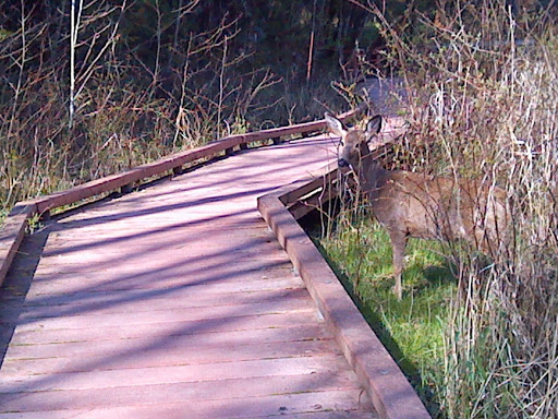 Park «Tualatin Hills Nature Park», reviews and photos, 15655 SW Millikan Way, Beaverton, OR 97006, USA