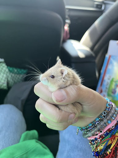 Pet Store «Pet Town», reviews and photos, 7804 Florence Ave, Downey, CA 90240, USA