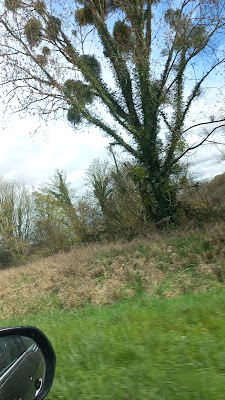 Forêt Domaniale de Saint-Nicolas-de-Bliquetuit à Arelaune-en-Seine