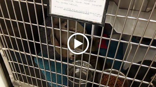 Pet Supply Store «PetSmart», reviews and photos, 8105 Moores Ln Ste 1300, Brentwood, TN 37027, USA