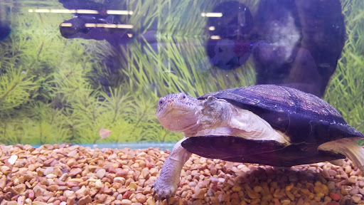 Pet Store «PetSmart», reviews and photos, 3152 Phoenix Center Dr, Washington, MO 63090, USA