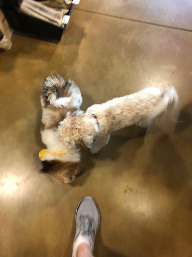 Pet Supply Store «Dog Gone Holistic-SouthShore», reviews and photos, 13131 US-301, Riverview, FL 33578, USA