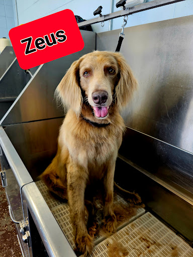 B. Y. O. D. Self-Service Dog Wash LLC