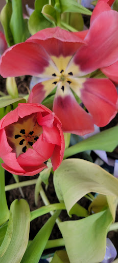 Home Improvement Store «The Home Depot», reviews and photos, 4181 Veterans Memorial Dr, Batavia, NY 14020, USA