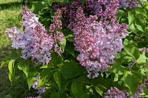 Centennial Lilac Garden image