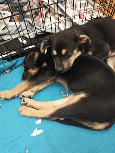 Pet Supply Store «Chew On This – A Bentley’s Pet Stuff Company», reviews and photos, 21 Ash St, Frankfort, IL 60423, USA