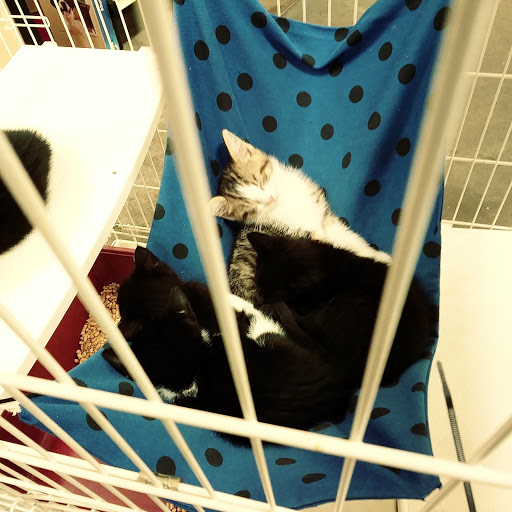 Pet Supply Store «PetSmart», reviews and photos, 1945 Pavilion Way, Lexington, KY 40509, USA