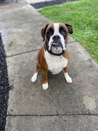 The Dog House Knoxville - Photo 5 - Car repair in , Knoxville