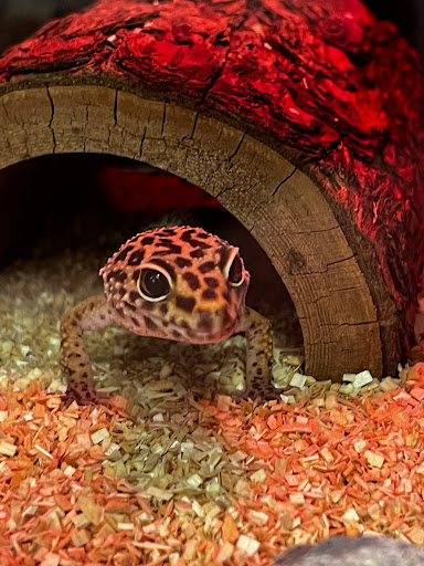 Sand Bar Pet Shop image