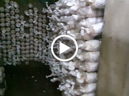 ศูนย์รวมสวนเห็ด บ้านอรัญญิก