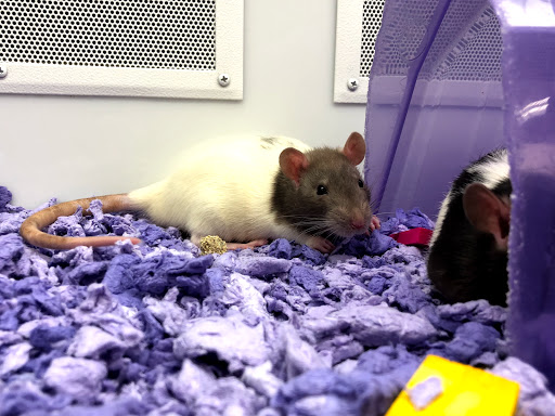 Pet Supply Store «Petco Animal Supplies», reviews and photos, 600 NE Vivion Rd, Kansas City, MO 64118, USA