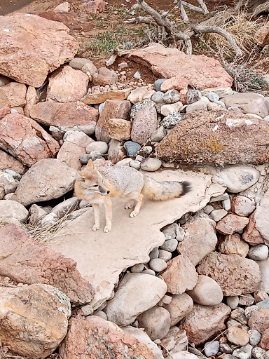 Wildlife Park «Colorado Wolf and Wildlife Center», reviews and photos, 4729 Twin Rocks Rd, Divide, CO 80814, USA