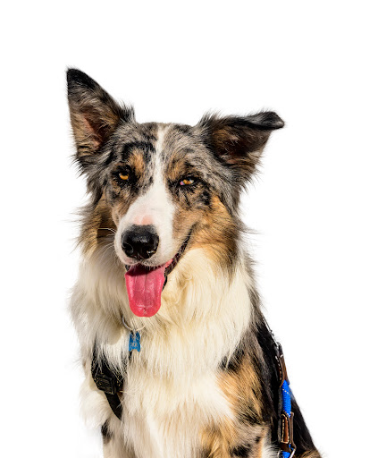 Clínica Veterinaria Gómez Llorente en Valladolid
