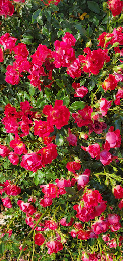 American Restaurant «Cracker Barrel Old Country Store», reviews and photos, 796 Business Park Dr, Prattville, AL 36066, USA