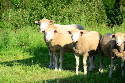 Ekologický chov ovcí - Jan Brožek