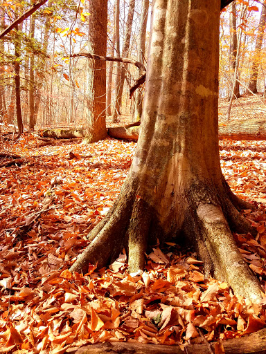 Park «Bays Mountain Park & Planetarium», reviews and photos, 853 Bays Mountain Rd, Kingsport, TN 37660, USA