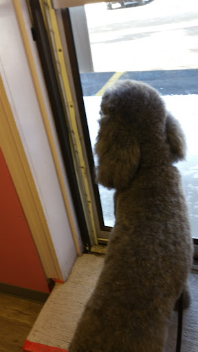 Pet Supply Store «Dog Daze Pet Shop», reviews and photos, 309 S Main St, North Syracuse, NY 13212, USA