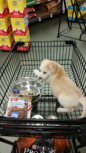 Pet Supply Store «Pet Supplies Plus», reviews and photos, 7467 St Andrews Rd, Irmo, SC 29063, USA