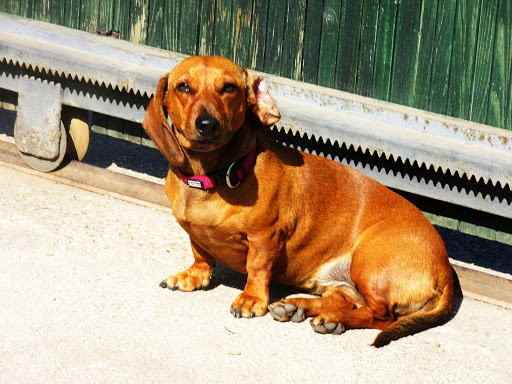 Dog boarding kennels in Budapest