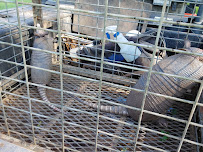 Mobile Wildlife Pest Control - Photo 5 - Car repair in Mobile, AL, Mobile