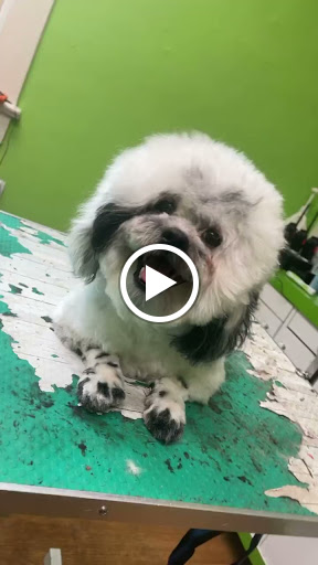 Pet Store «The Pet Set - Midtown», reviews and photos, 976 Piedmont Ave NE, Atlanta, GA 30309, USA