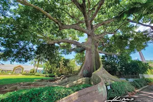 Historic Kapok Tree image