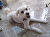 The Spaw - Photo 2 - Car repair in Tustin, CA, Mission Viejo